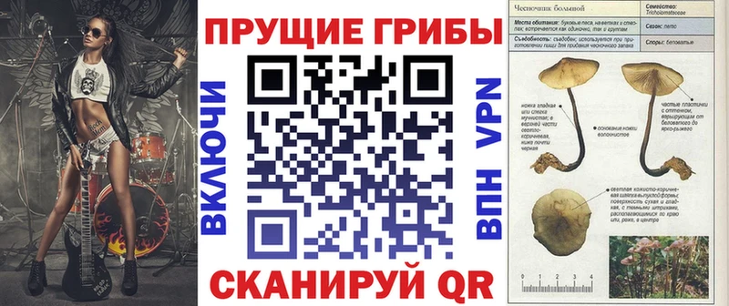 закладки Гвардейск Галлюциногенные грибы Psilocybe